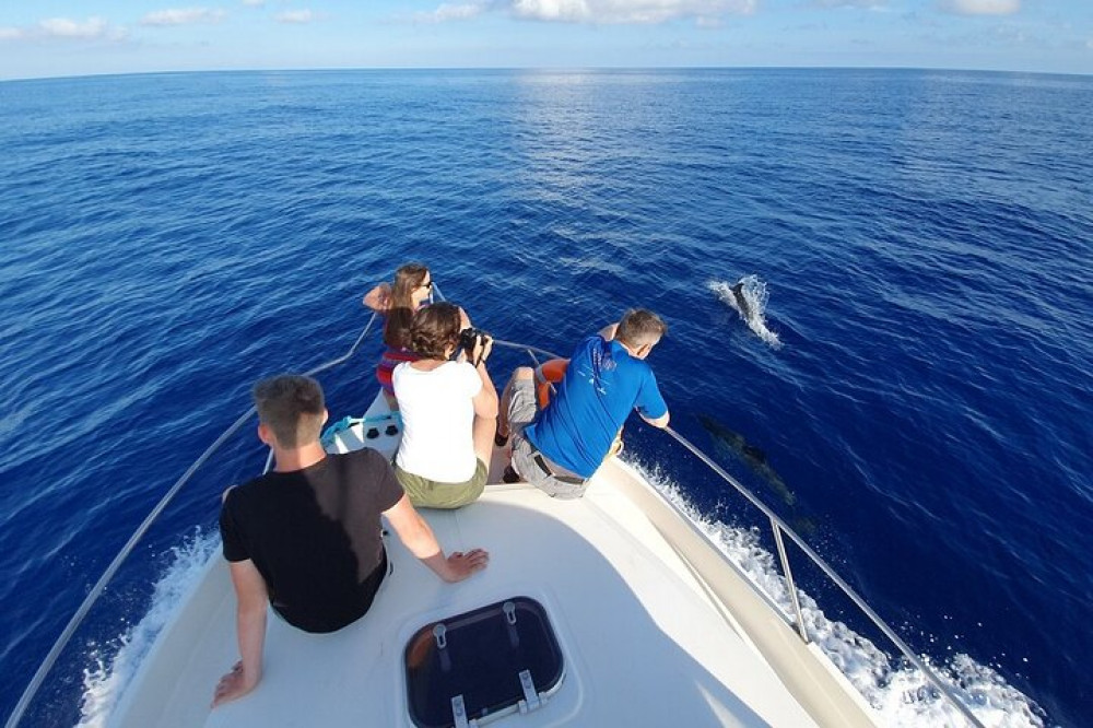 Samadai Reef - Dolphin House Snorkeling Tour At Marsa Alam