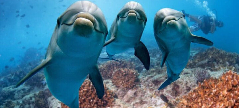 Samadai Reef - Dolphin House Snorkeling Tour At Marsa Alam