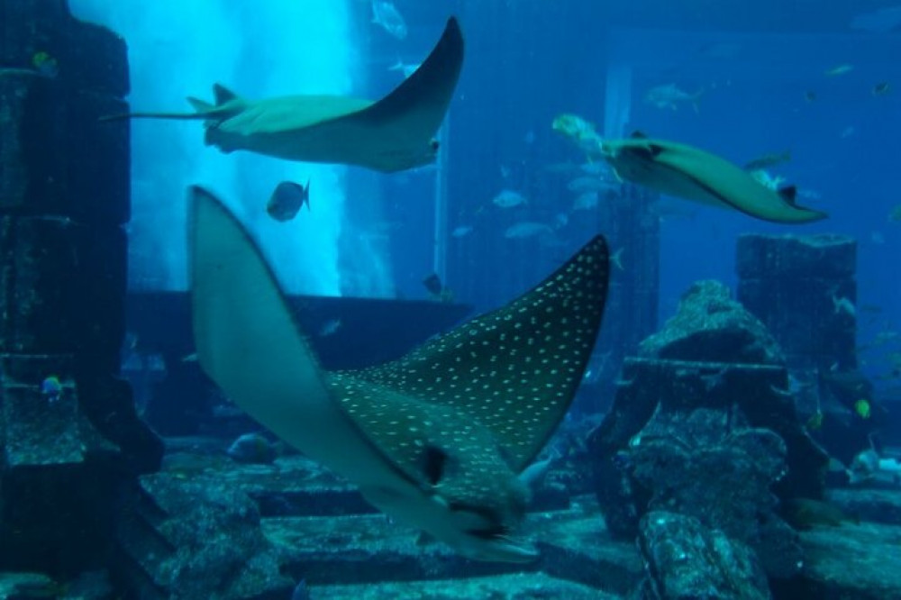 Atlantis Lost Chambers Aquarium- Dubai