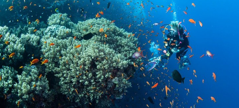 Scuba Diving Sea Trip with Lunch and Transfer from Hurghada