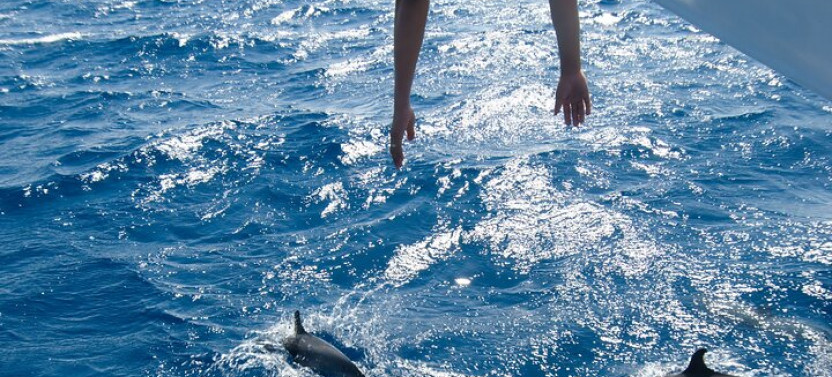 Dolphin Watching and Snorkeling Cruise with Lunch from Hurghada