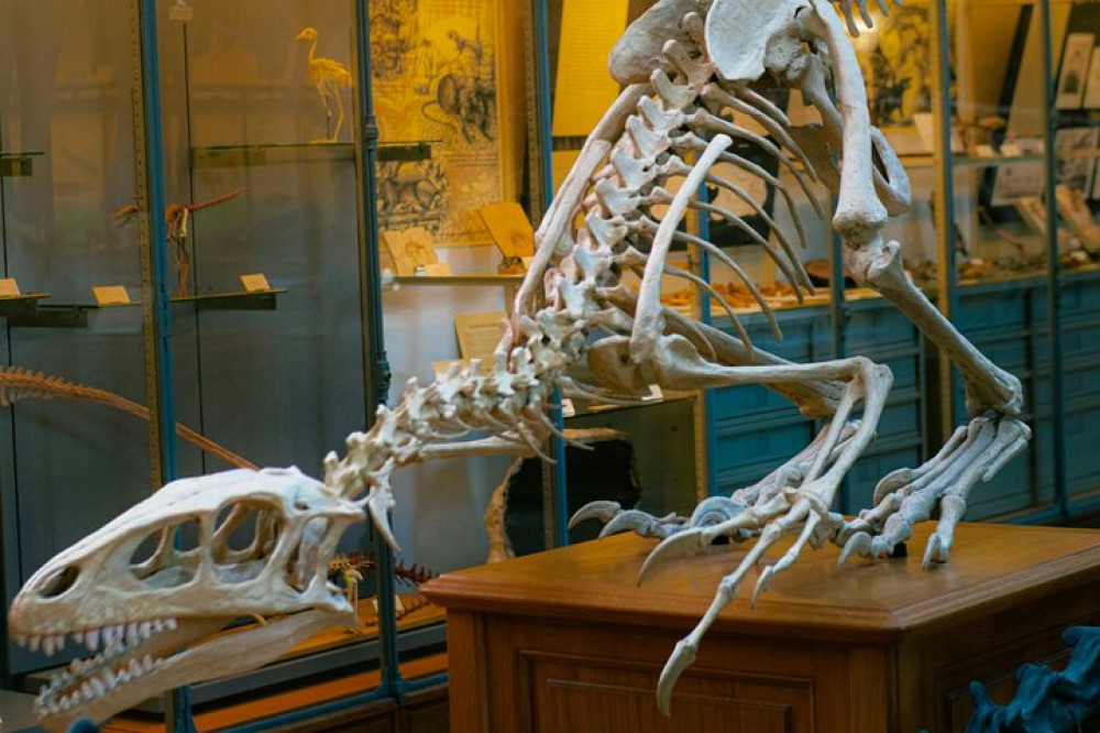 Natural History Museum London Private Guided Tour