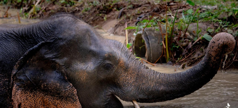 Phuket Hidden Forest Elephant Reserve With Lunch & Transfer Afternoon Tour