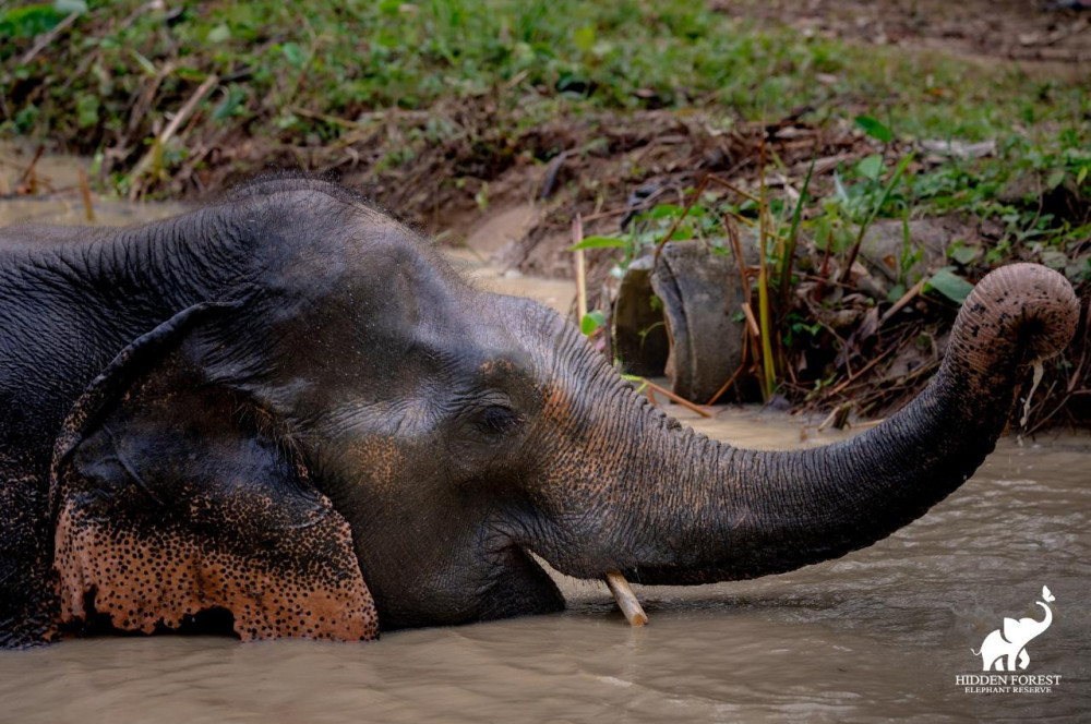 Phuket Hidden Forest Elephant Reserve With Lunch & Transfer Afternoon Tour