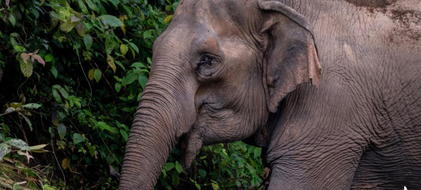 Phuket Hidden Forest Elephant Reserve With Lunch & Transfer Afternoon Tour