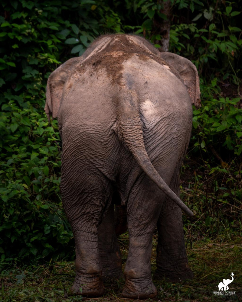 Phuket Hidden Forest Elephant Reserve With Lunch & Transfer Afternoon Tour