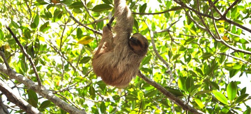 Roatan Monkey & Slots Park with Iguana Farm And Beach