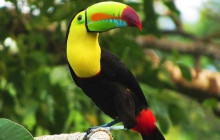 Roatan Anderson Tours4