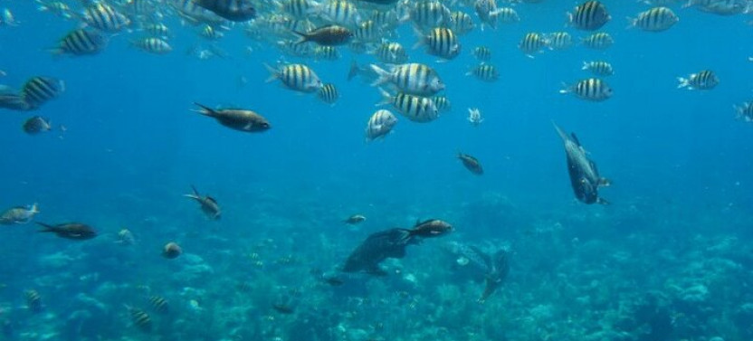 Glass Bottom Boat with Monkey, Slots Eco-Park and Chocolate, Rum Tasting
