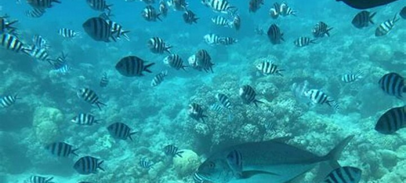 Glass Bottom Boat with Monkey, Slots Eco-Park and Chocolate, Rum Tasting