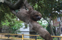 Roatan Anderson Tours17