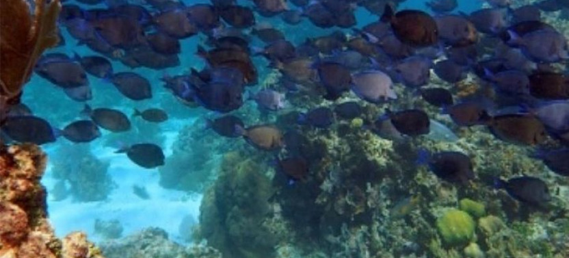 Half-day Combo Horseback, Zip Line, Monkey, Sloths and Snorkel