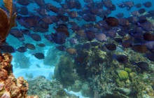 Roatan Anderson Tours4