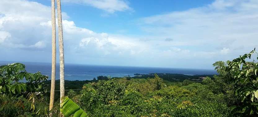 Roatan Half-day Glass Bottom Boat Tour With Monkey & Sloths Hangout