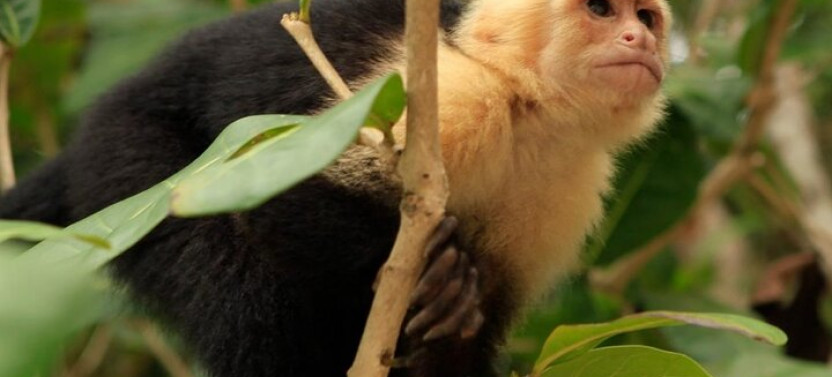 Roatan Horseback Ride With Wildlife Eco-park And Snorkel