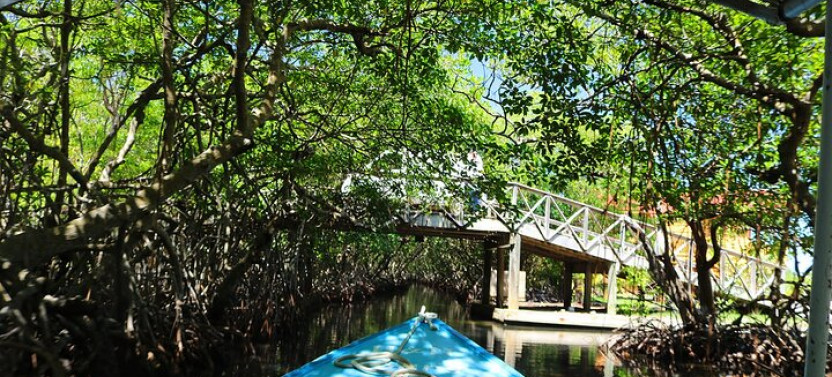 Roatan Garifuna History With Wildlife And Mangrove Tunnel Tour