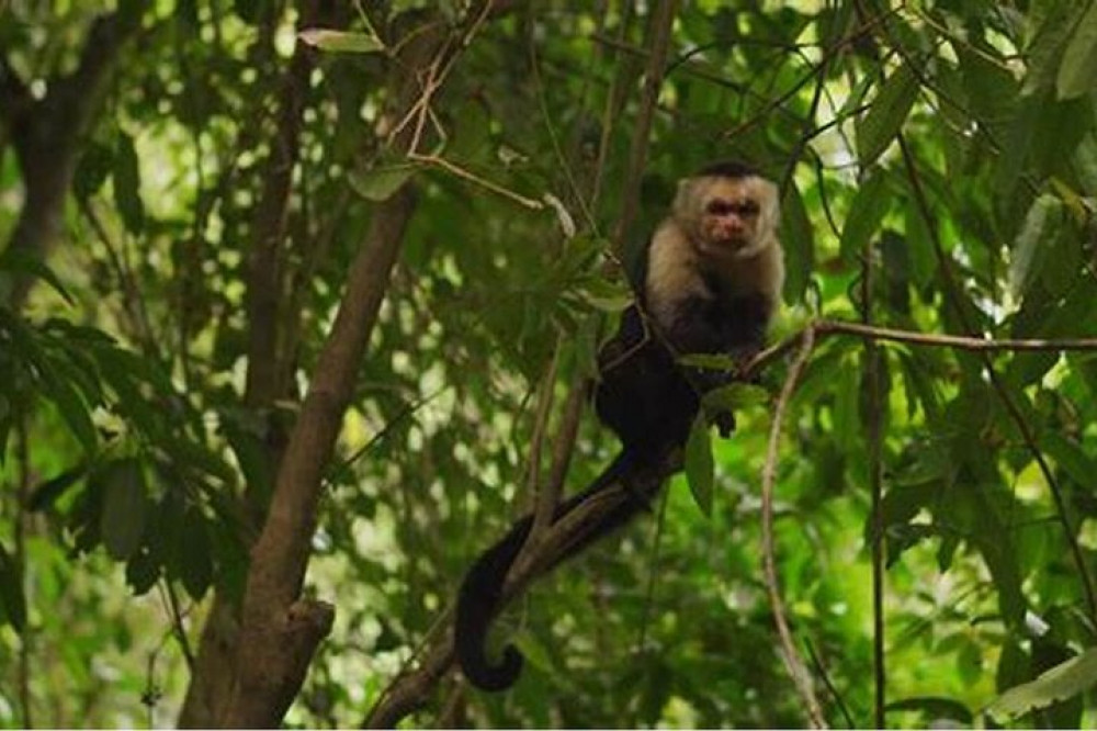 Roatan Anderson Tours