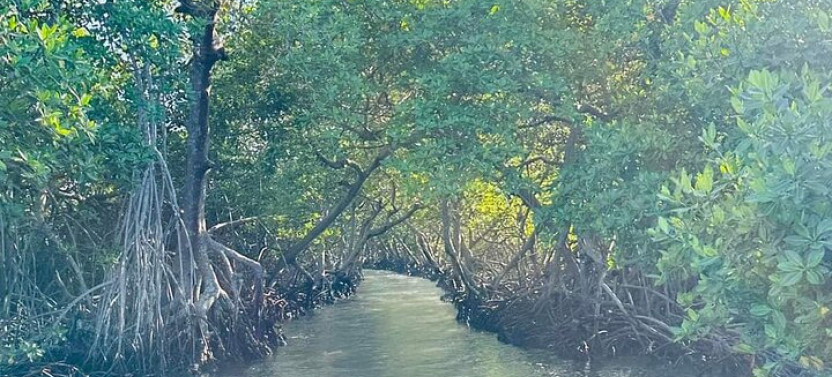 Roatan Garifuna History With Wildlife And Mangrove Tunnel Tour