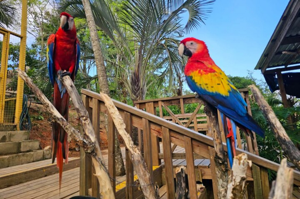 Roatan Anderson Tours