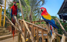 Roatan Anderson Tours15