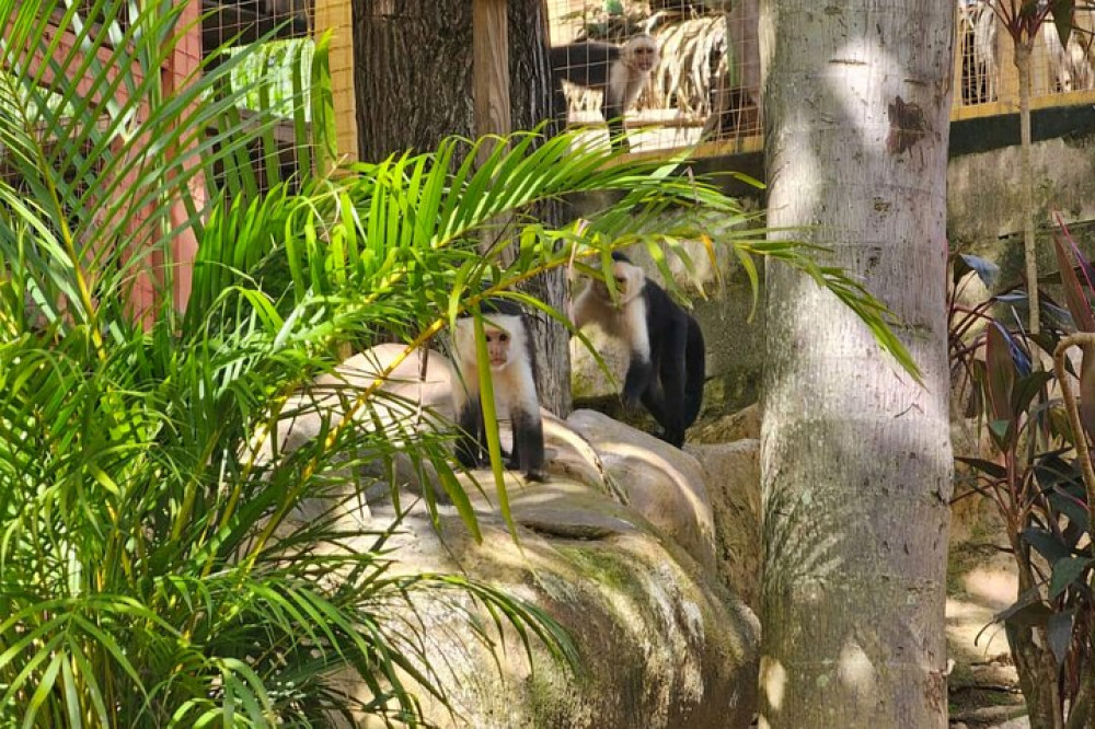 Roatan Garifuna History With Wildlife And Mangrove Tunnel Tour