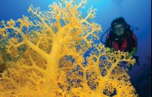 4 Night Coral Sea & Ribbon Reef Trip from Cairns