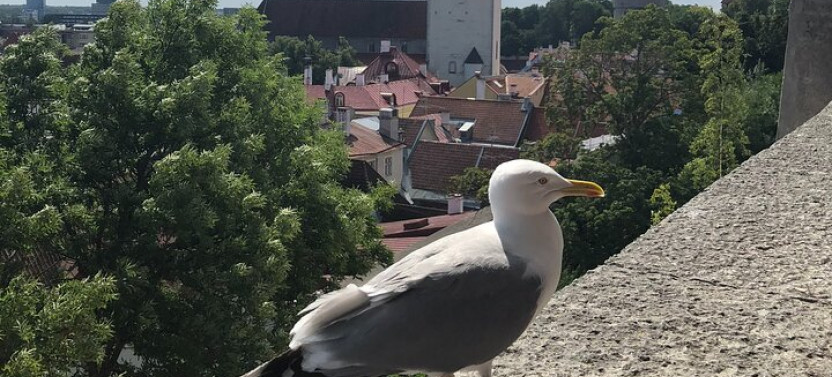Half-day Private Accessible City Tour In Tallinn