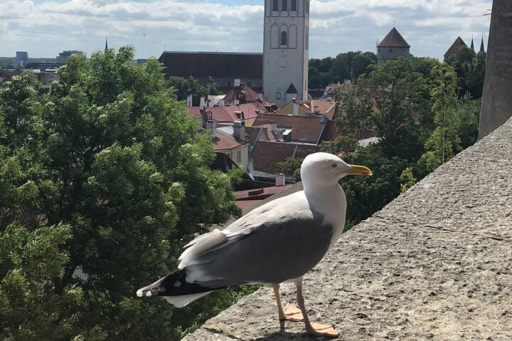 Discover Estonia OU