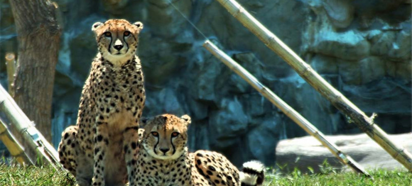 Temaikén Wildlife Biopark and Aquarium with Transportation