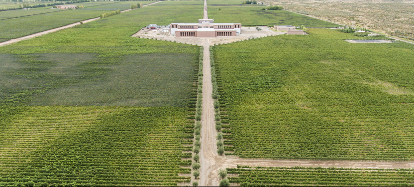 Premium Wine Discovery: Rutini, Trivento, and Gourmet Lunch