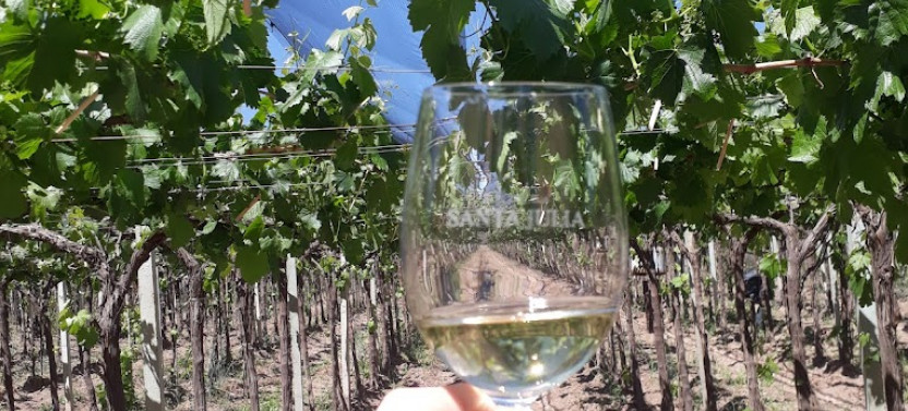 Premium Wine Discovery: Rutini, Trivento, and Gourmet Lunch