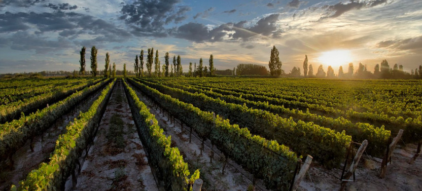 Visit to Wineries and Olive Oil Factory