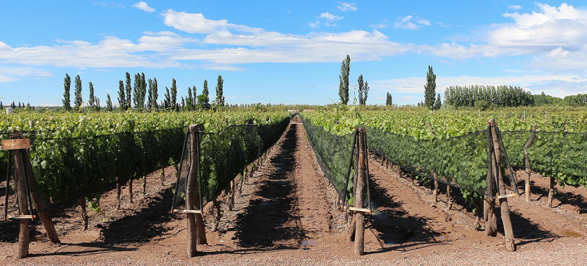 Visit to Wineries and Olive Oil Factory