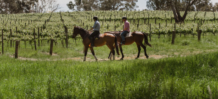 Horse Trail Ride & Tasting Experience