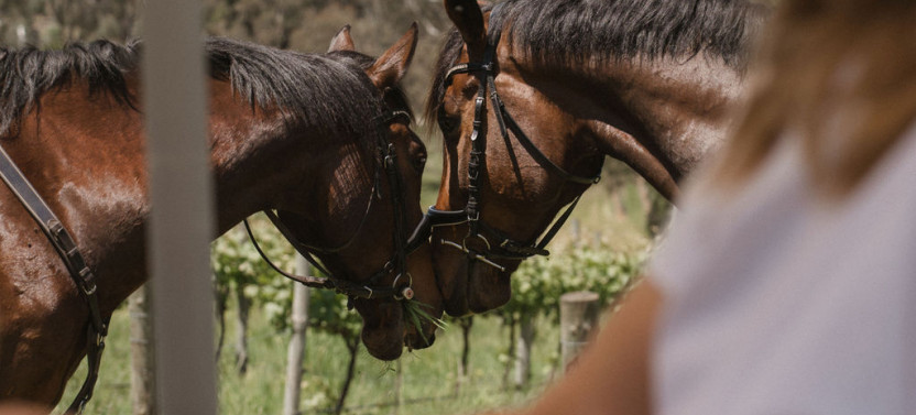 Horse Trail Ride & Tasting Experience