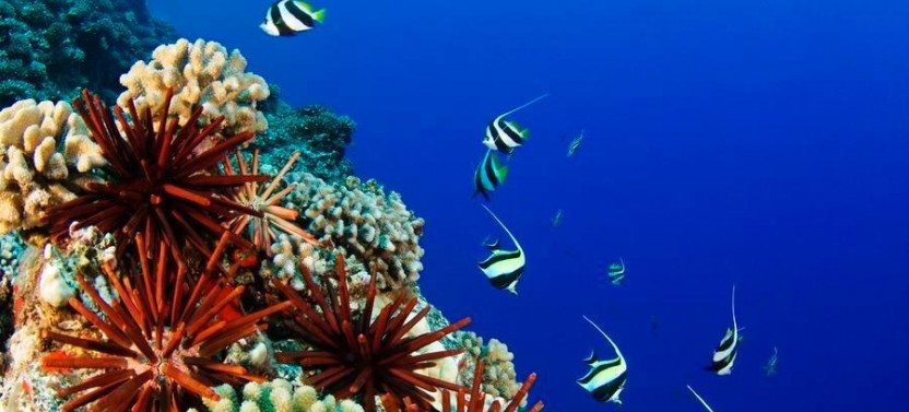 Introductory Shore Scuba Dive