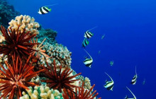 Hilo Ocean Adventures LLC1