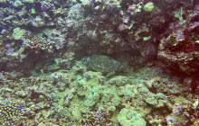 Hilo Ocean Adventures LLC8