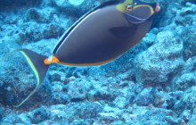 Hilo Ocean Adventures LLC9