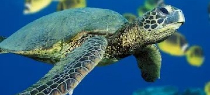 1 Tank Boat Dive - Sea Turtles & Tropical Reef