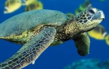 Hilo Ocean Adventures LLC1