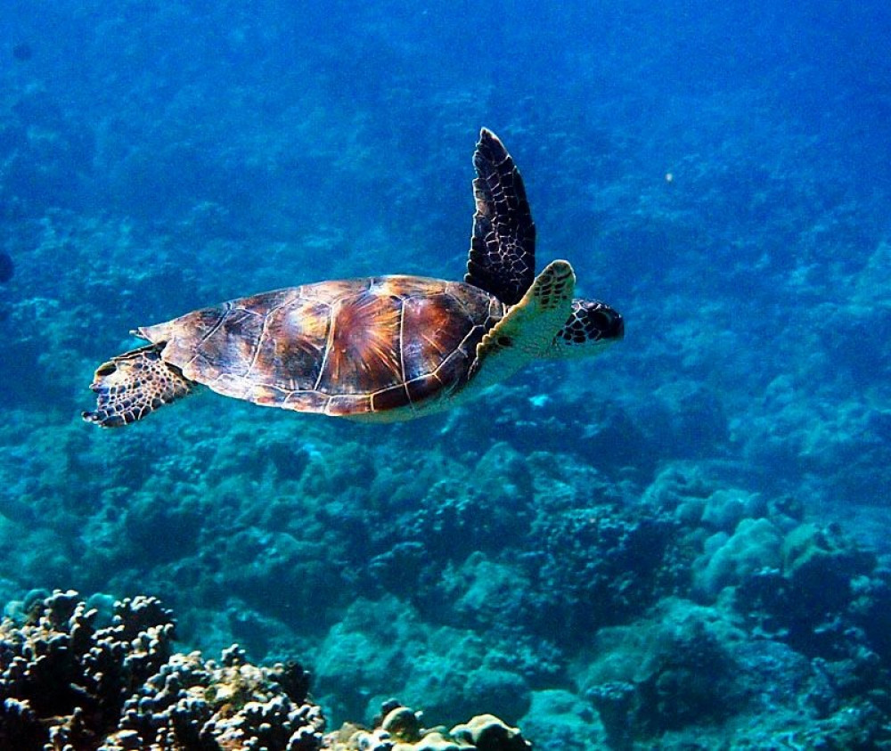 1 Tank Boat Dive Sea Turtles Tropical Reef Hilo Project Expedition