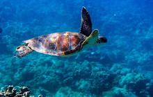Hilo Ocean Adventures LLC2
