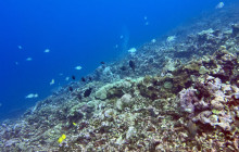 Hilo Ocean Adventures LLC5