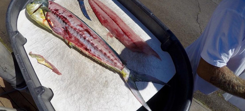 Private Big Game Fishing Charter
