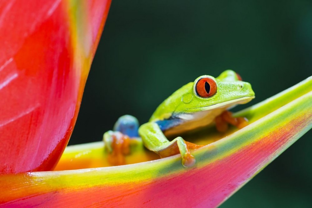 Shore Excursion: Cahuita Natl Park & Tortuguero Canal Combo Tour