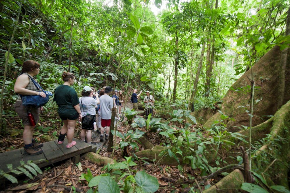 Shore Excursion: Rainforest Nature Walk & Tarcoles River Cruise