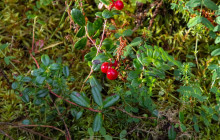 New Wave Adventures6