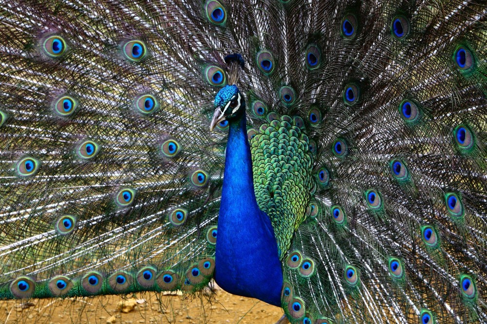 Kipu Ranch Adventures