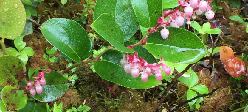 3 Hour Alaska Rainforest Hiking Tour in Tongass National Forest